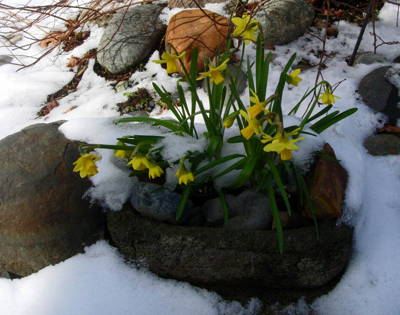 Blooms in the Snow