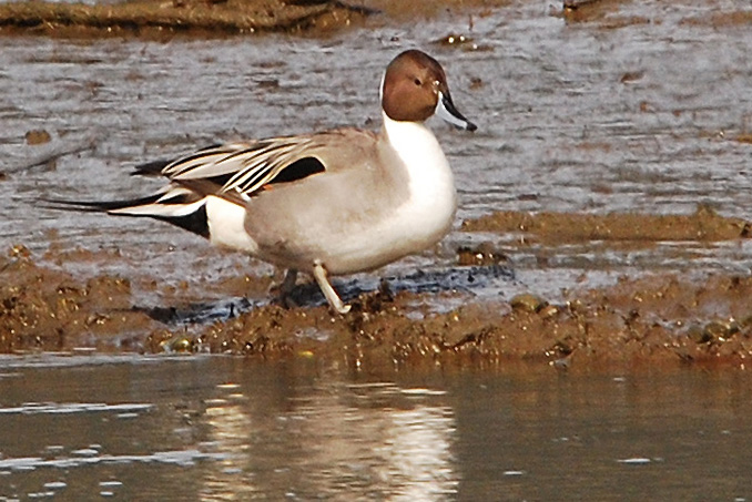 Male Northern Pintail Duck at water's edge