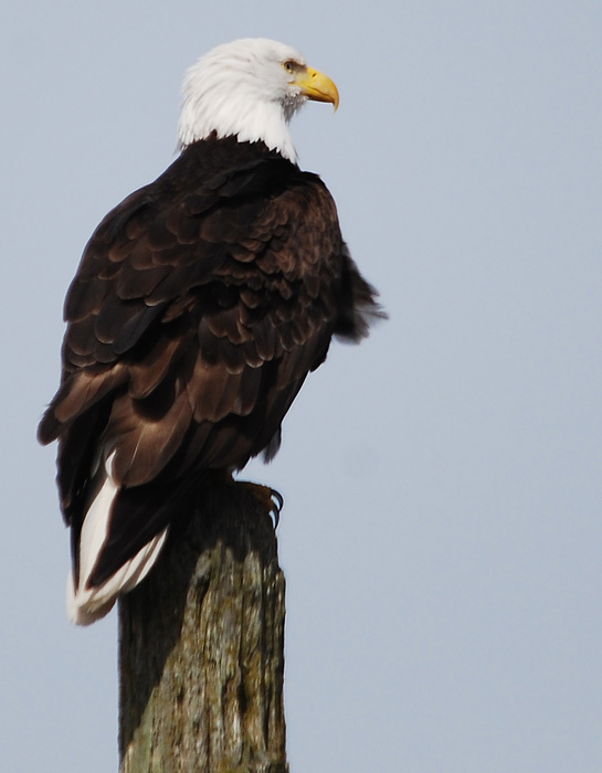 Obliging Eagle on nearby post