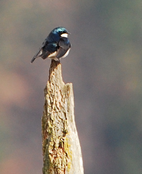 Tree Swallow on well-rotted post