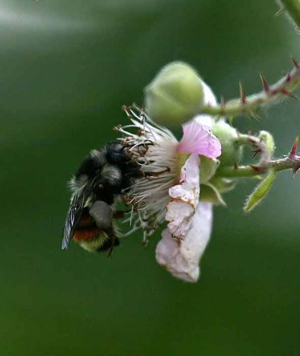 Bee and Blossom