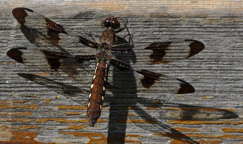 Dragonfly Resting on a Bench