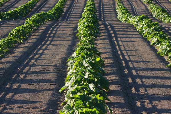 Lines and Shaddows in the Pumpkin Patch