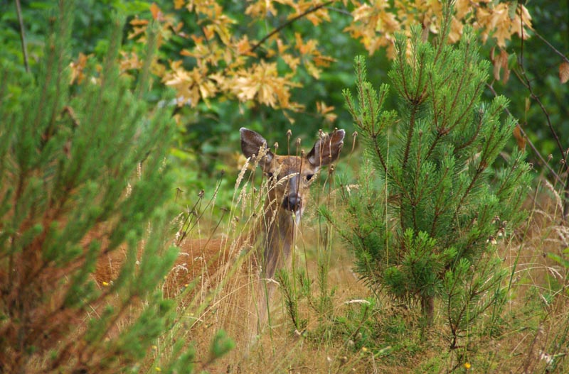 Peek-a-boo