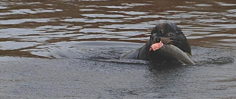 Sea Lion with Salmon