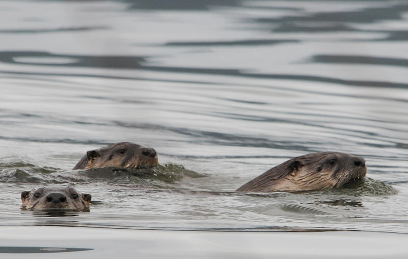 Otters Ply the Waters