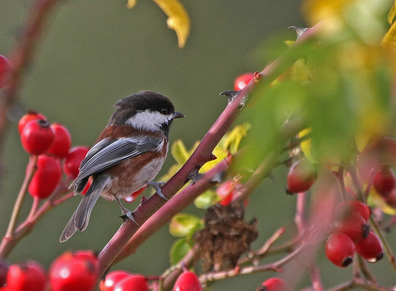 Chestnut-backed Chickadee