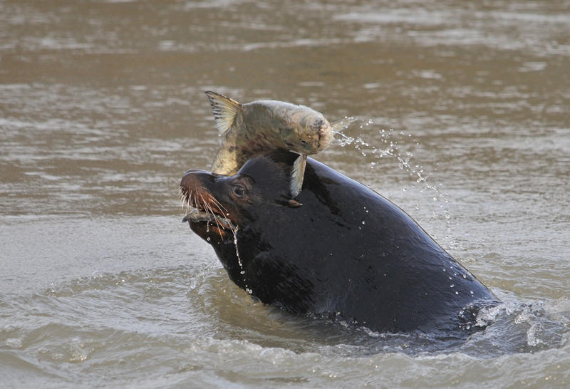 Sea Lion Balancing Salmon on his Head