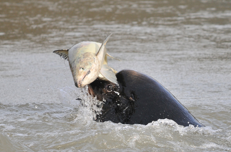 Sea Lion Balances Salmon on his Nose