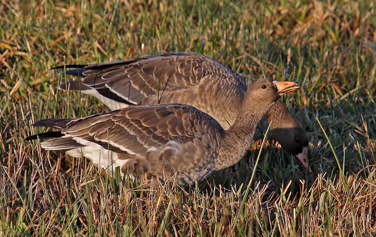 Immature Greater White-fronted Geese