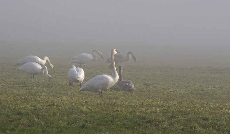 Foggy Morning