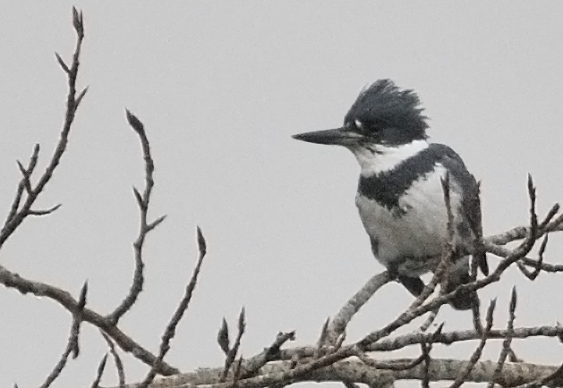 Female Kingfisher in a Tree