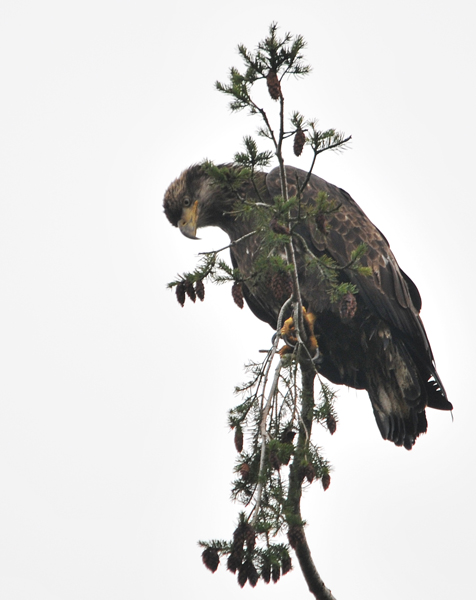 Juvenile Bald Eagle surveying the ground