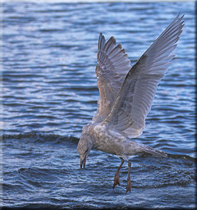 Diving for Food