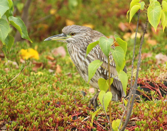 Black-crowned Night Heron - juvenile