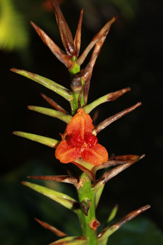 Rainforest plant