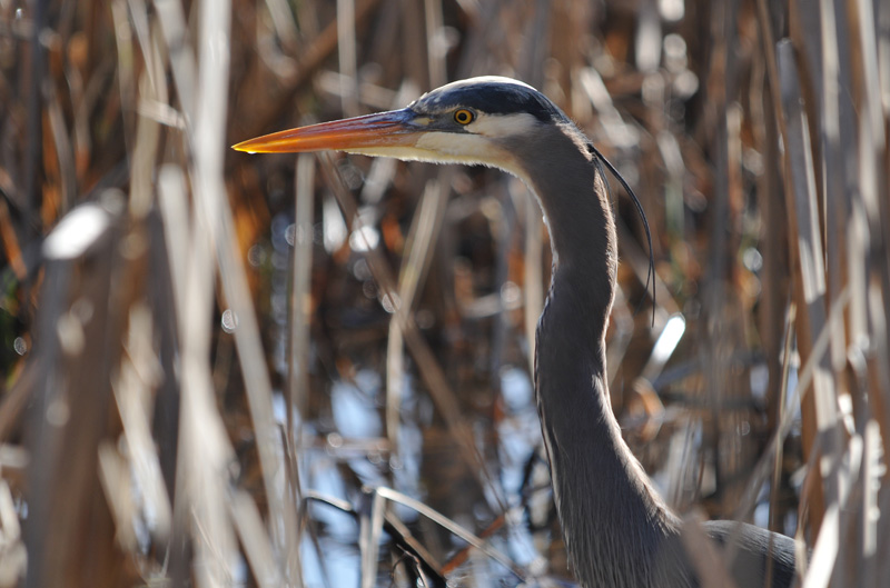 Blue Heron seeking lunch