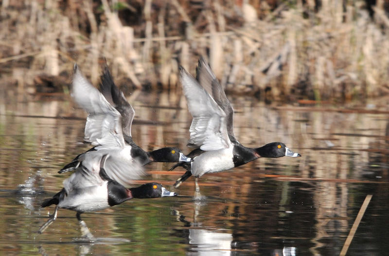 Male Ringnecked Ducks taking flight