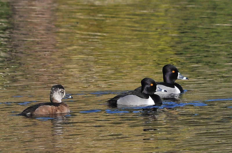 Female and two Male Ring-necked Ducks