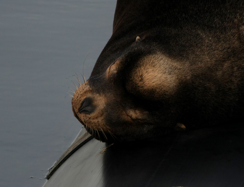 Resting, Waiting, Soon the Herring will Come