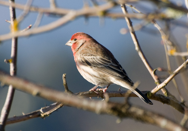 House Finch