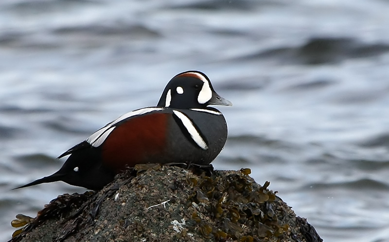 Harlequin Duck