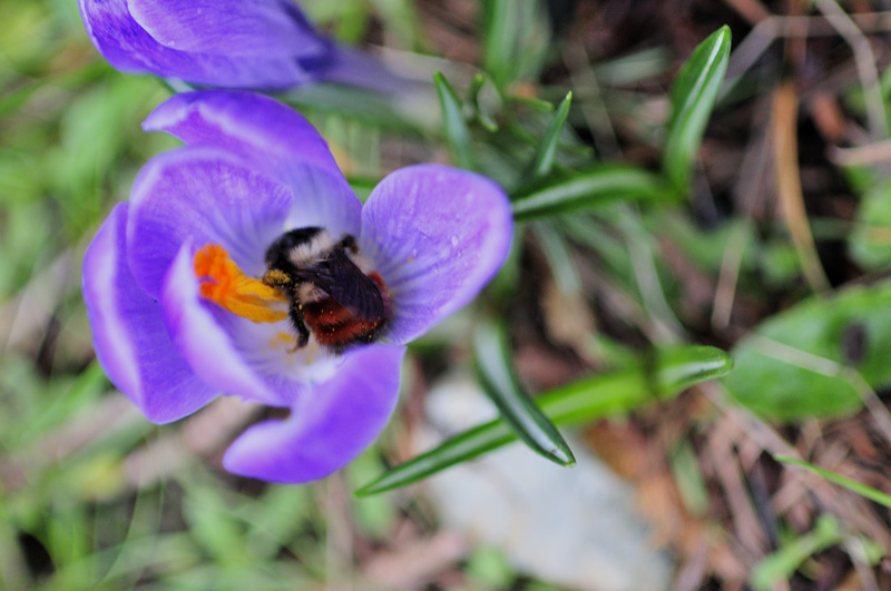 A Bee's work is never done.