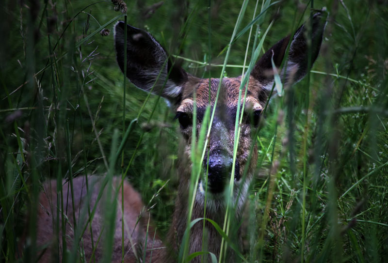 High in Grass