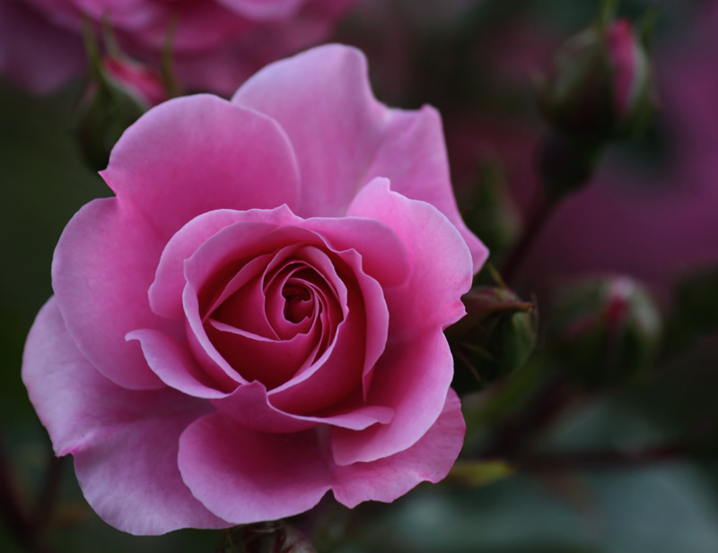 Pink Rose