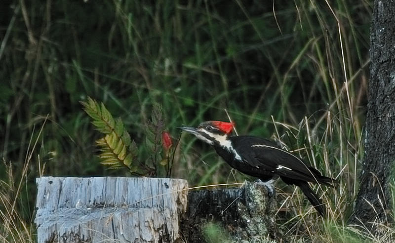 Pileated Woodpecker looking for a good spot to drill