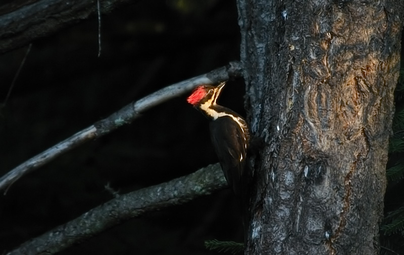 Pileated Woodpecker in the morning Sun