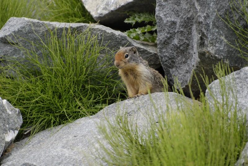 Groundhog on lookout