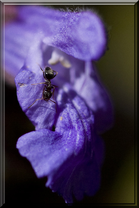 Black Ant Blue Flower