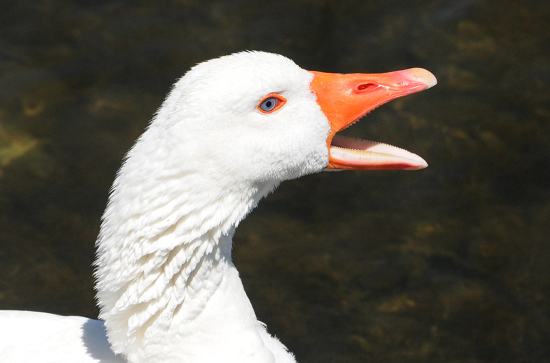 White Goose Speaks