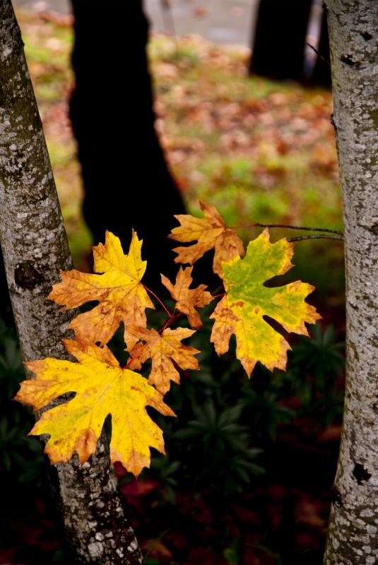 Fall Color.jpg