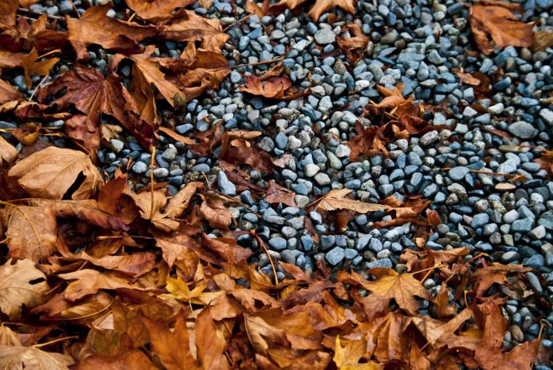 Fall is in the air.jpg