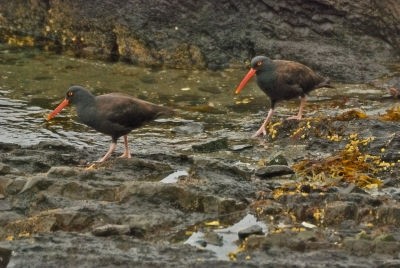 The march of the Black Oystercatchers