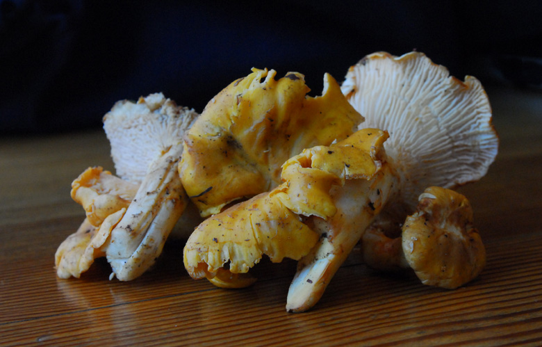 Chanterelle Mushrooms