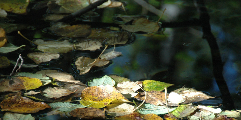 Leaves on Water
