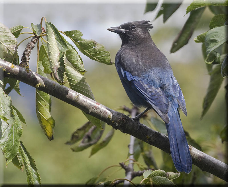 Stellers Jay On the Cherry Tree