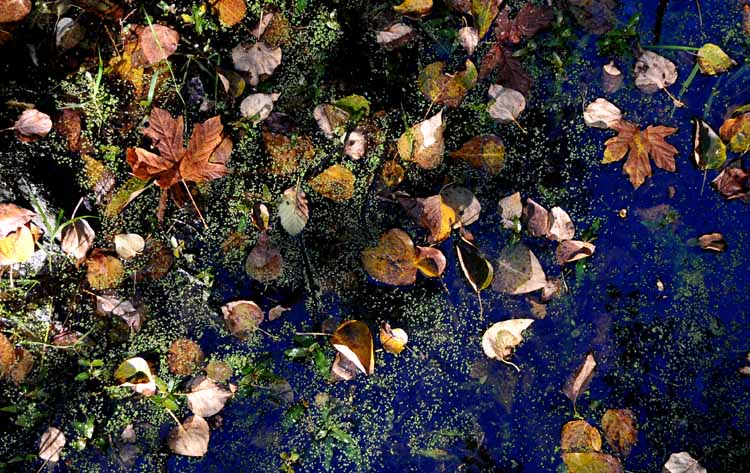Drowning Leaves