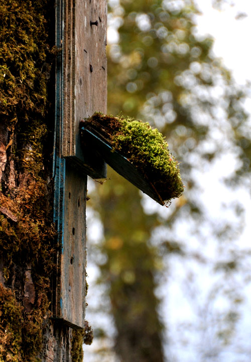 Moss on the Roof