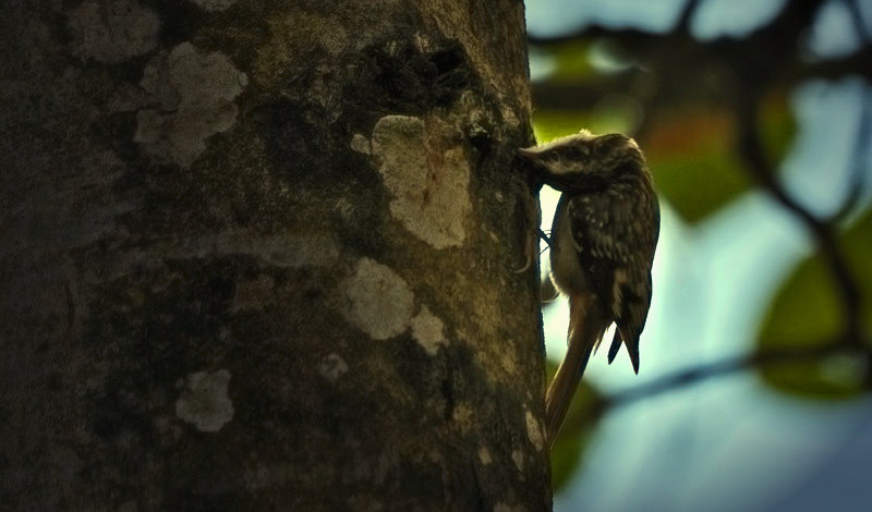 Brown Creeper with an up-side-down view of the world