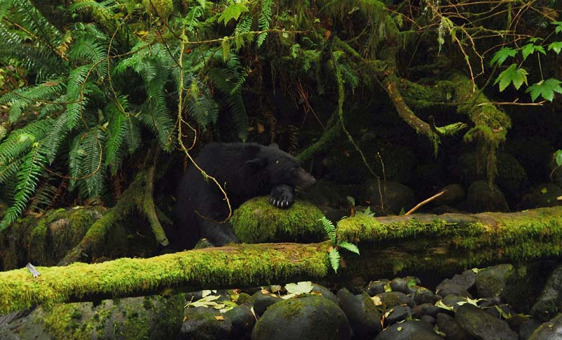 Deep in the forest lays a sleepy bear