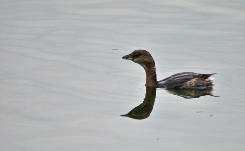 Funny water fowl