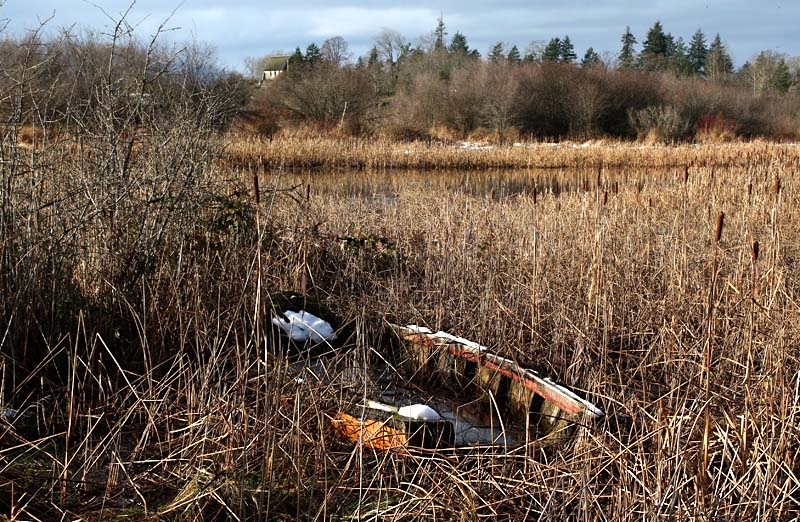 Salt Water Marsh