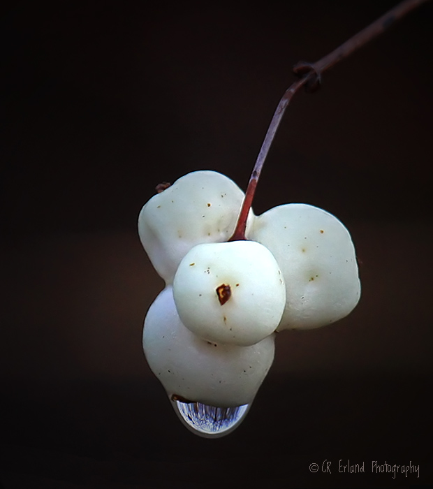 Snowberries