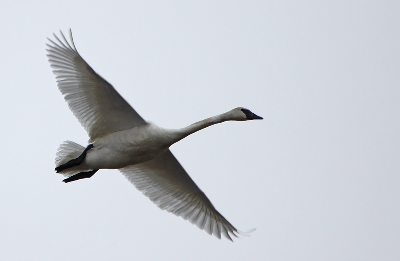 Swan