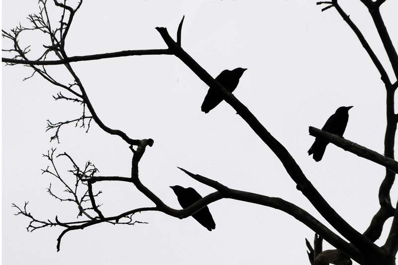 The Birds.jpg
