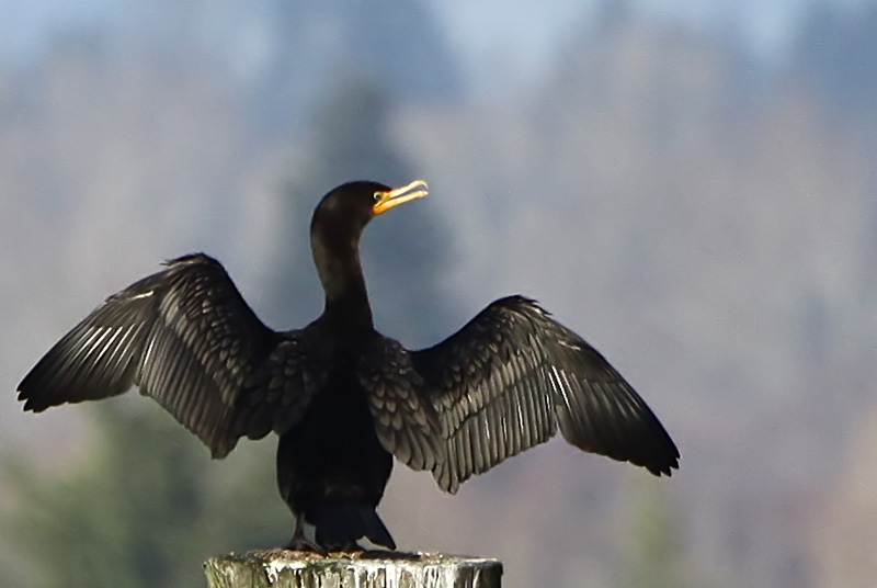 Cowichan Bay Conductor